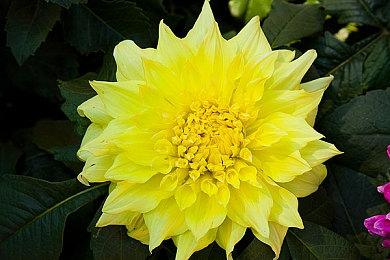 被全方位吊打！《宣誓》和《上古4》细节对比